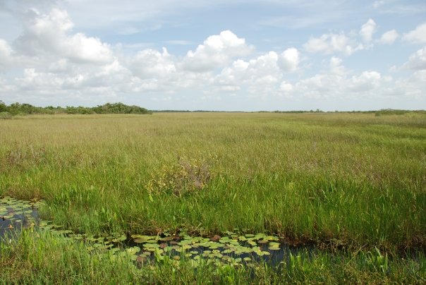 Everglades