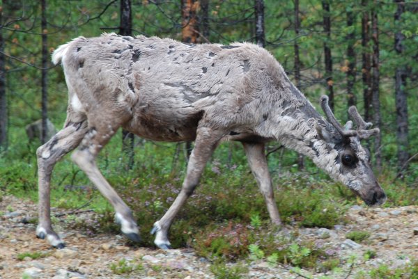 Reindeer