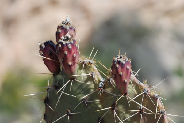 Cactus