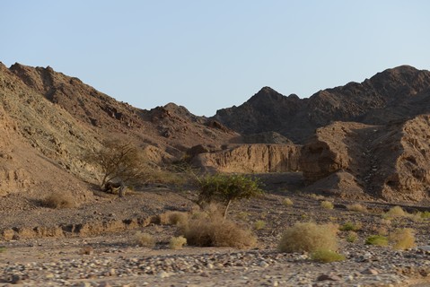 Deserts around Eilat