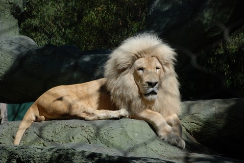 White lion