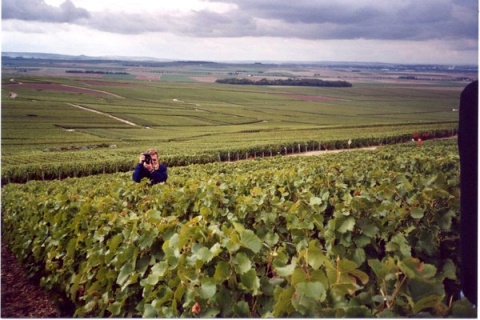 Vineyard Ruinart