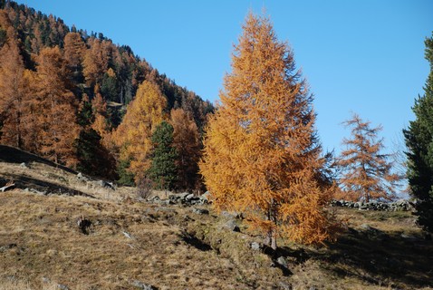 Larches