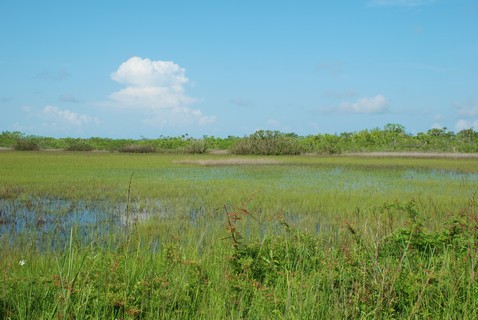 Everglades