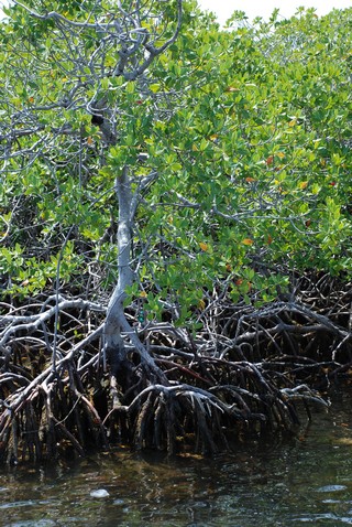 Mangroves