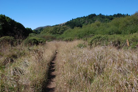 Muir Woods