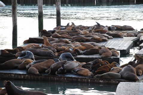 Sea lions;