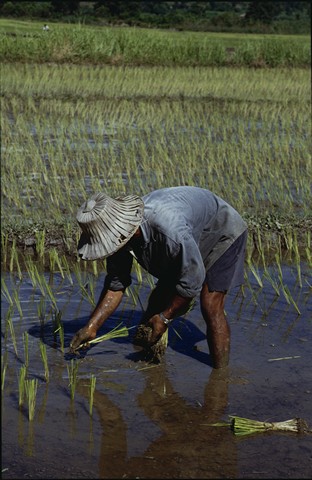 Ricefield