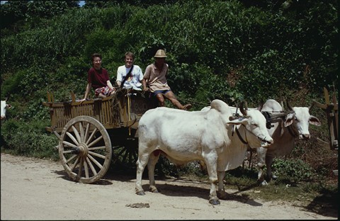 Ox wagon
